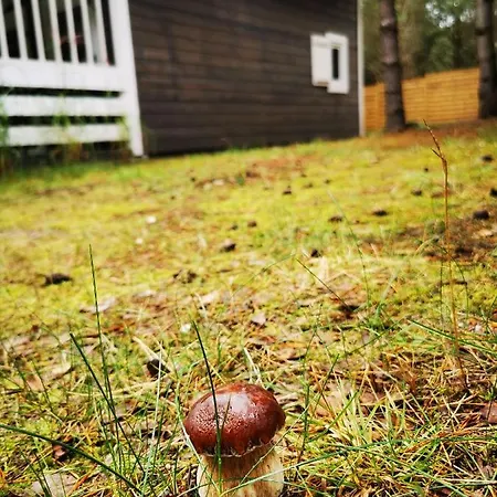 Alojamento de Turismo Selvagem Miedzy Drzewami Bartoszylas