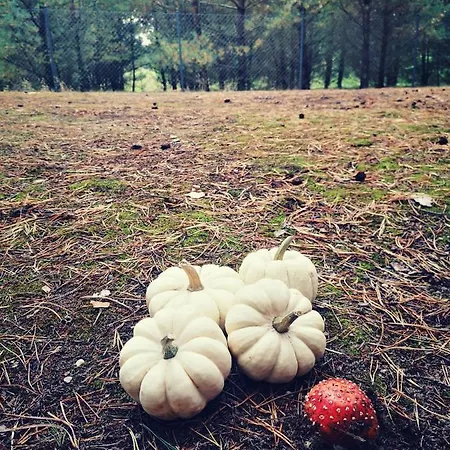 Miedzy Drzewami * Bartoszylas