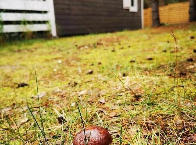 بيت خشبي Miedzy Drzewami Bartoszylas