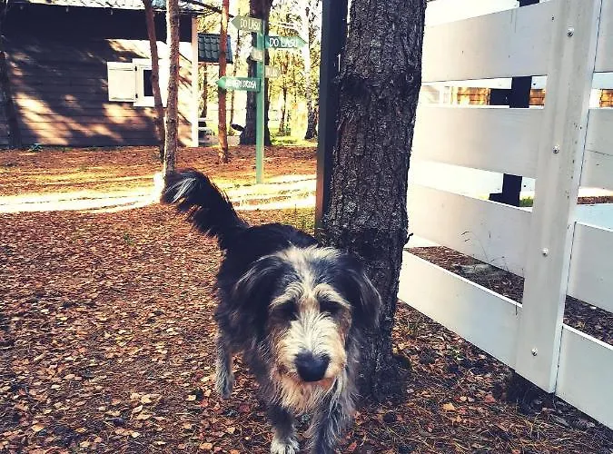 Miedzy Drzewami Bartoszylas