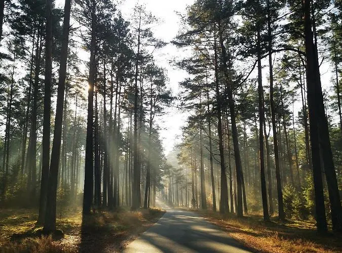 Miedzy Drzewami بيت خشبي *