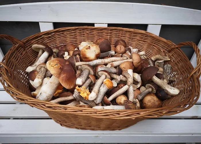 Miedzy Drzewami بيت خشبي